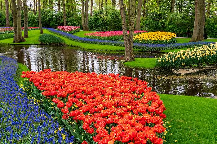 Tulips by the water (Photo: Envato)