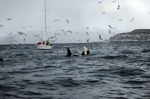 Kosher Sailing Adventure in Norway