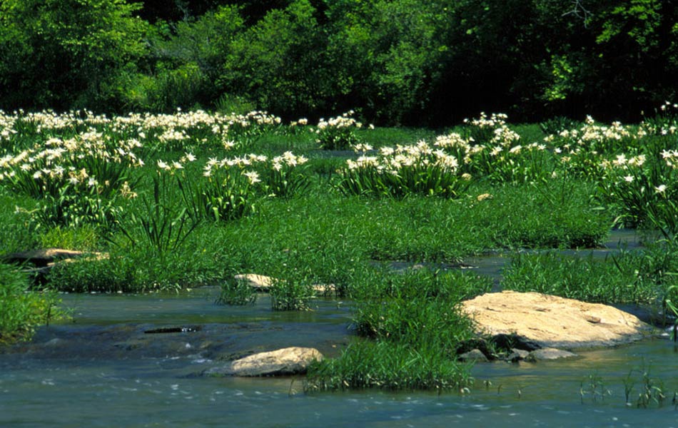 U.S. Fish and Wildlife Service